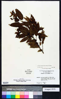 Carpinus caroliniana subsp. caroliniana image