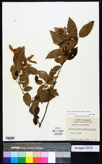 Carpinus caroliniana subsp. caroliniana image