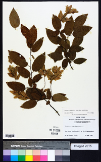 Carpinus caroliniana subsp. caroliniana image