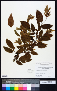 Carpinus caroliniana subsp. caroliniana image