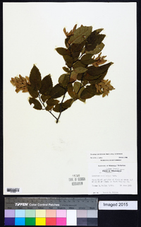 Carpinus caroliniana subsp. caroliniana image