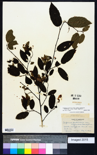 Carpinus caroliniana subsp. caroliniana image