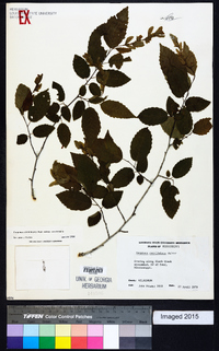 Carpinus caroliniana subsp. caroliniana image