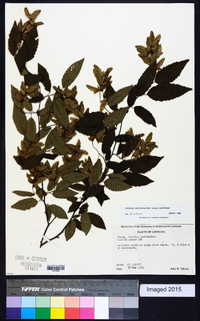 Carpinus caroliniana subsp. caroliniana image