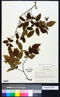 Carpinus caroliniana subsp. caroliniana image