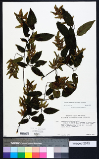 Carpinus caroliniana subsp. caroliniana image