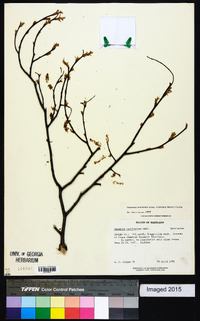 Carpinus caroliniana subsp. caroliniana image