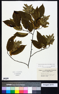 Carpinus caroliniana subsp. caroliniana image