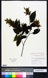 Carpinus caroliniana subsp. caroliniana image