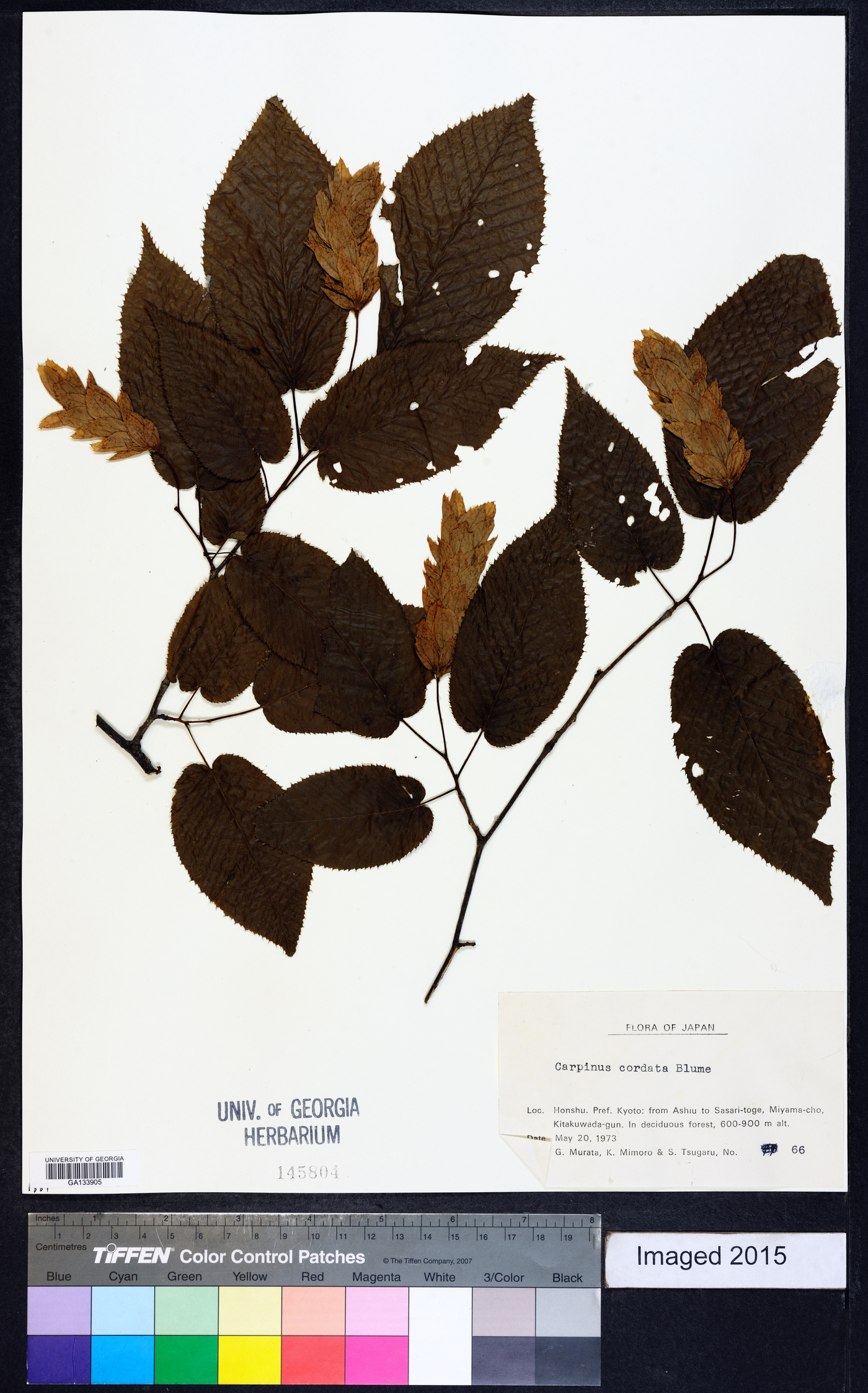 Carpinus cordata image