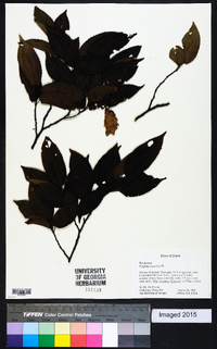 Carpinus japonica image