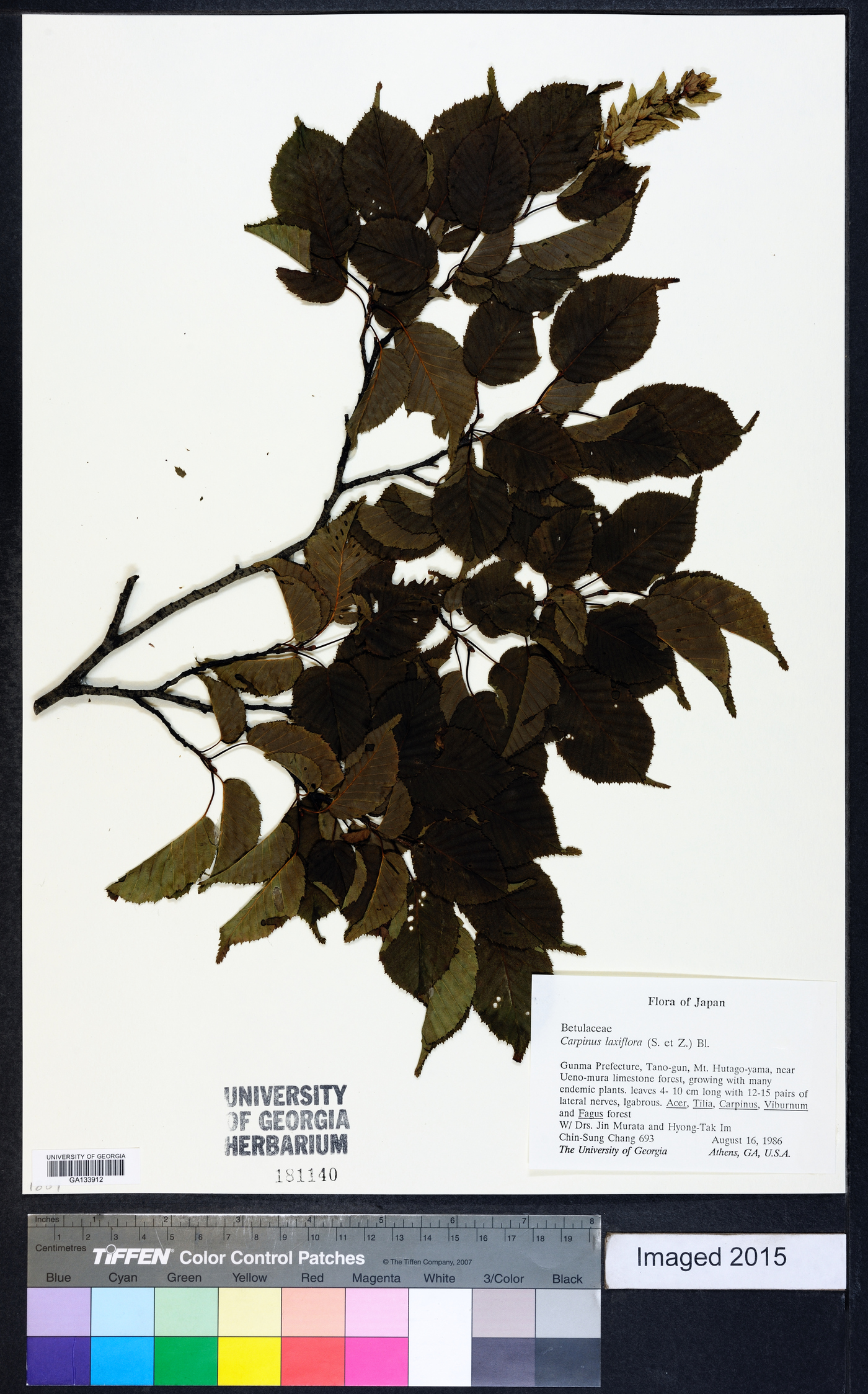 Carpinus viminea image