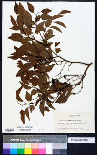 Carpinus turczaninowii image