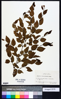 Carpinus turczaninowii image