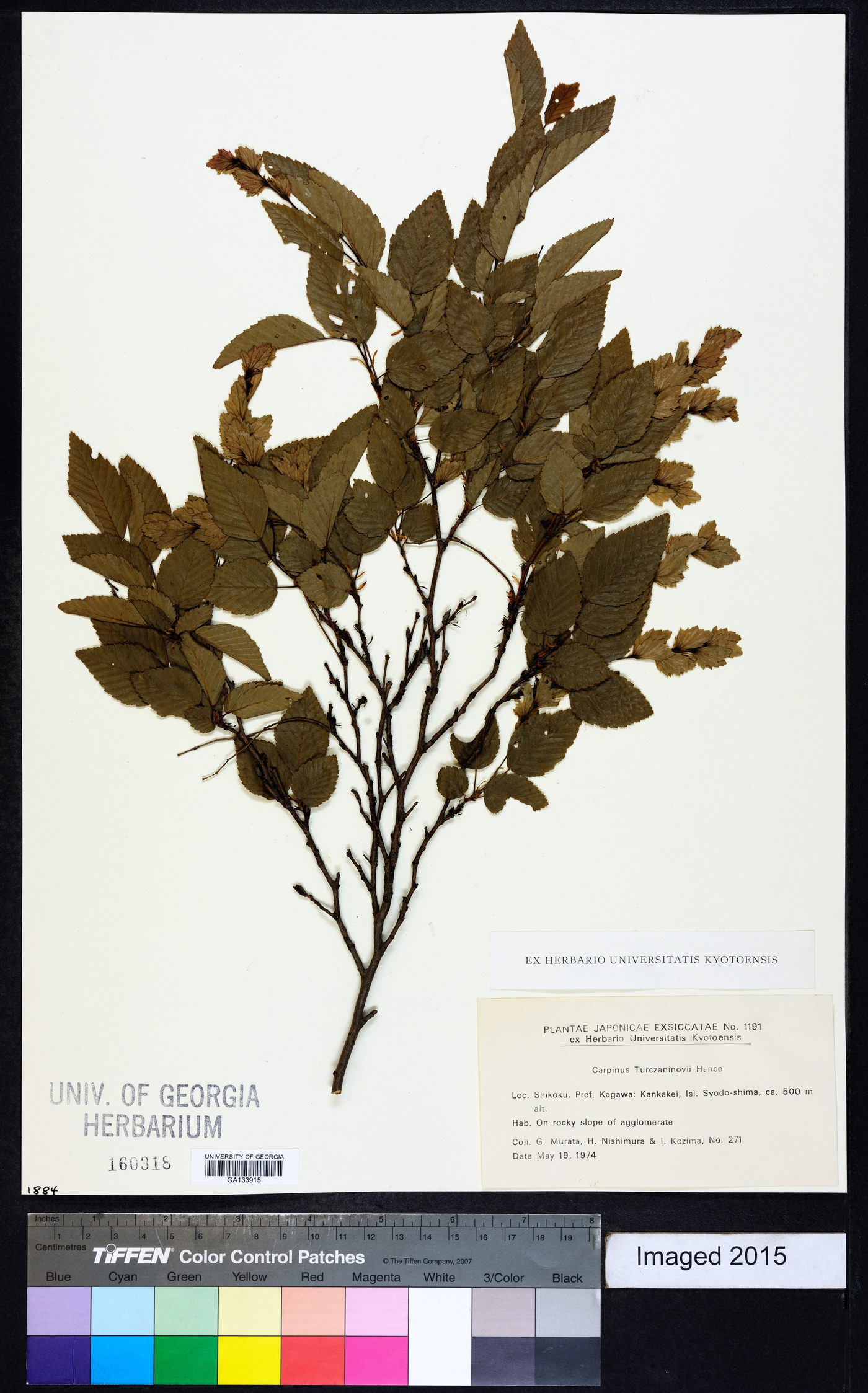 Carpinus turczaninowii image