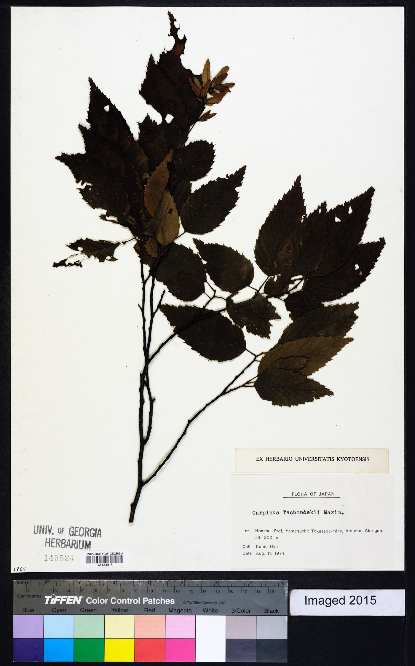 Carpinus tschonoskii image