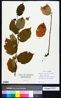 Corylus cornuta image