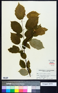 Corylus cornuta image