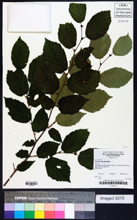 Corylus cornuta image