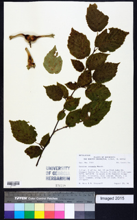 Corylus cornuta image