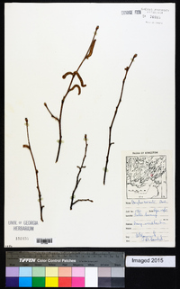 Corylus cornuta image