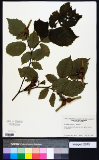 Corylus cornuta image