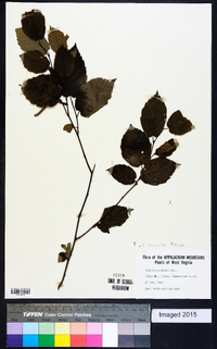 Corylus cornuta image