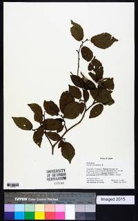 Corylus sieboldiana image