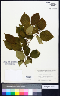 Corylus sieboldiana image