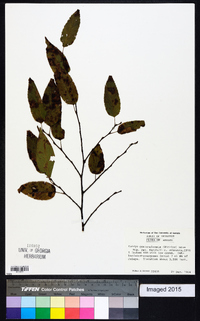 Image of Ostrya guatemalensis