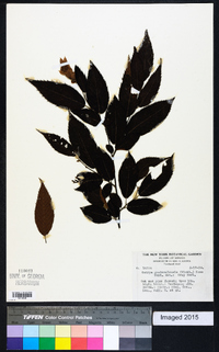Ostrya guatemalensis image