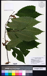 Castanea dentata image