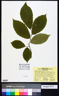 Castanea dentata image