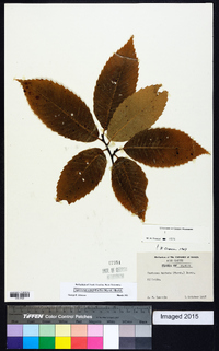 Castanea dentata image