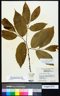 Castanea dentata image