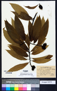 Castanea dentata image