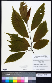 Castanea dentata image