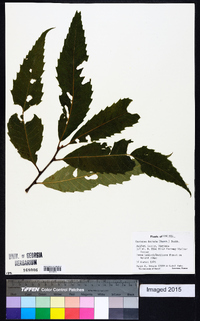 Castanea dentata image