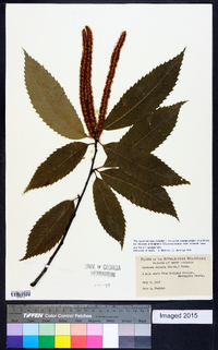 Castanea dentata image