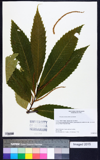 Castanea dentata image