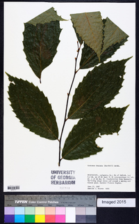 Castanea dentata image