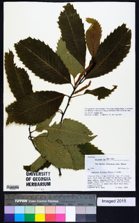 Castanea dentata image