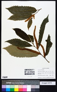 Castanea dentata image