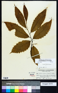 Castanea dentata image