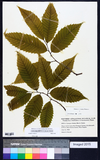 Castanea dentata image