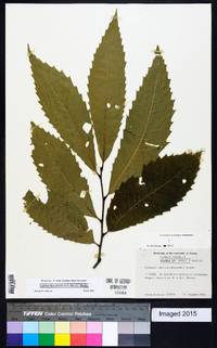 Castanea dentata image