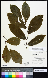 Castanea dentata image