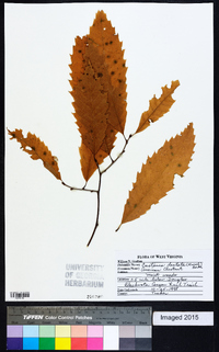 Castanea dentata image