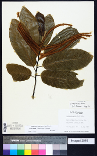 Castanea mollissima image