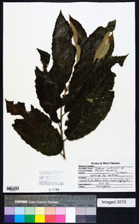 Castanea mollissima image